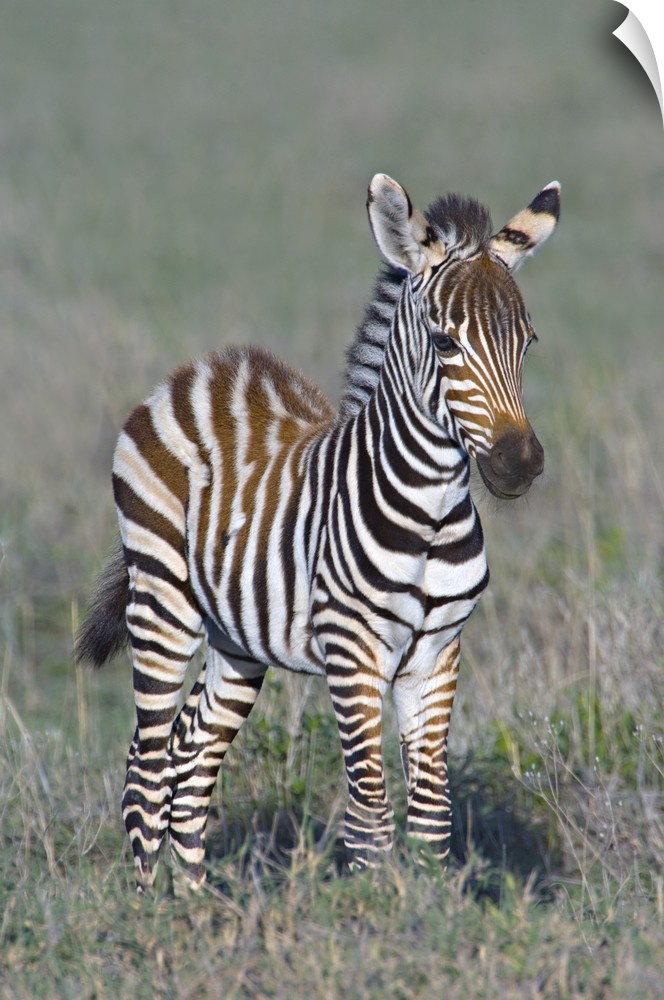 Tall wall print of a baby zebra standing in a field.