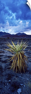 Yucca flower in Red Rock Canyon National Conservation Area, Las Vegas, Nevada