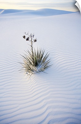 Yucca Plant In Sand Dune