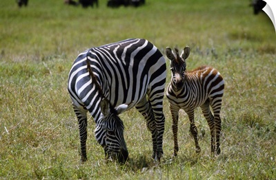 Zebra mare and colt grazing, Ngorogoro Crater, Tanzania.