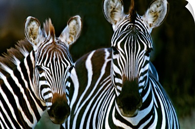 Zebras Africa