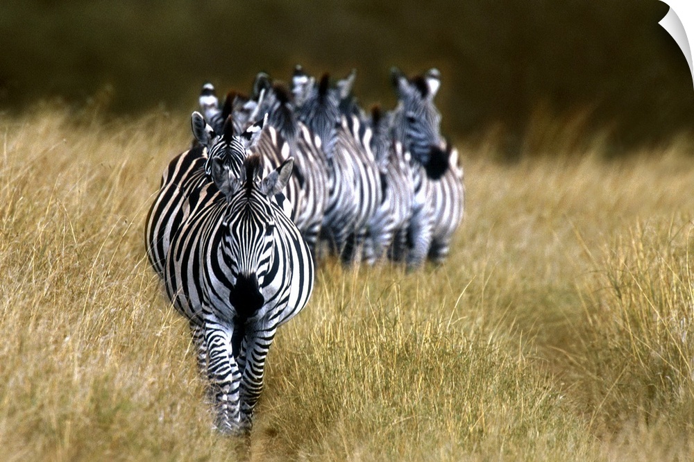 Panoramic photograph of zebras in a single-file line surrounded by tall grass.