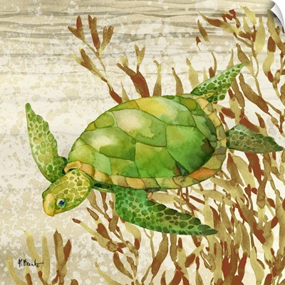 Calypso Turtles IV
