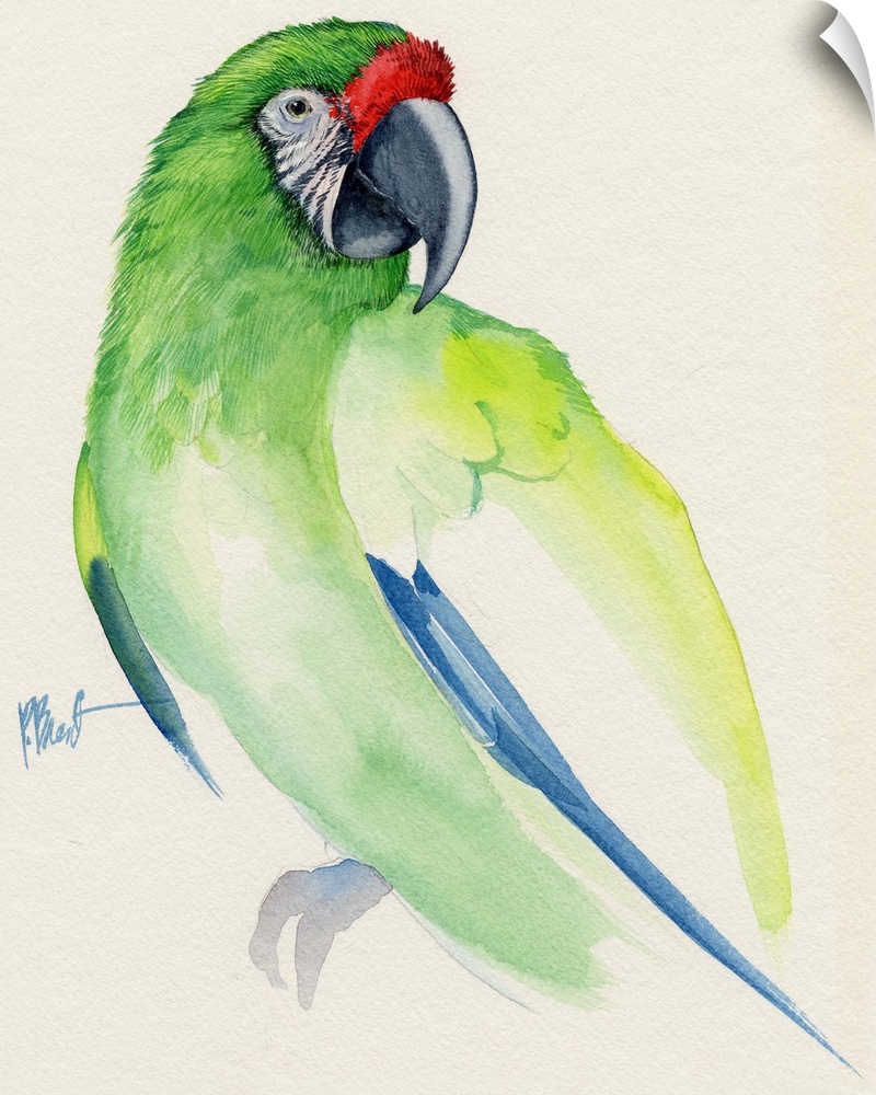 Watercolor painting of a Buffon's macaw parrot.