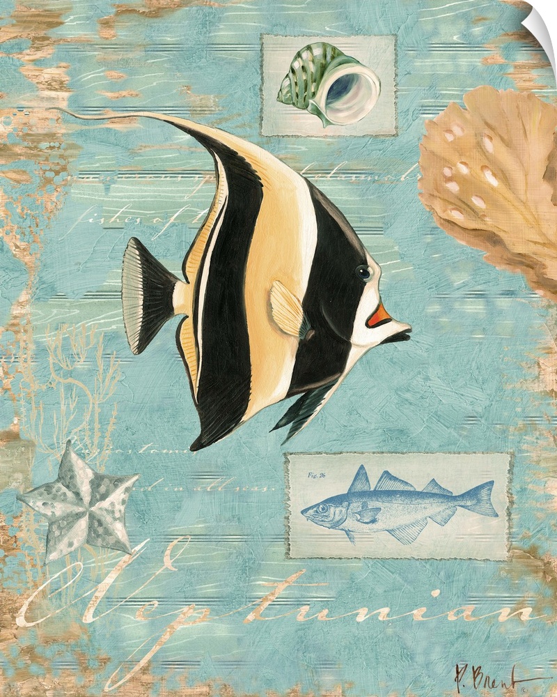 Decorative artwork of an angelfish on a distressed background with shells.