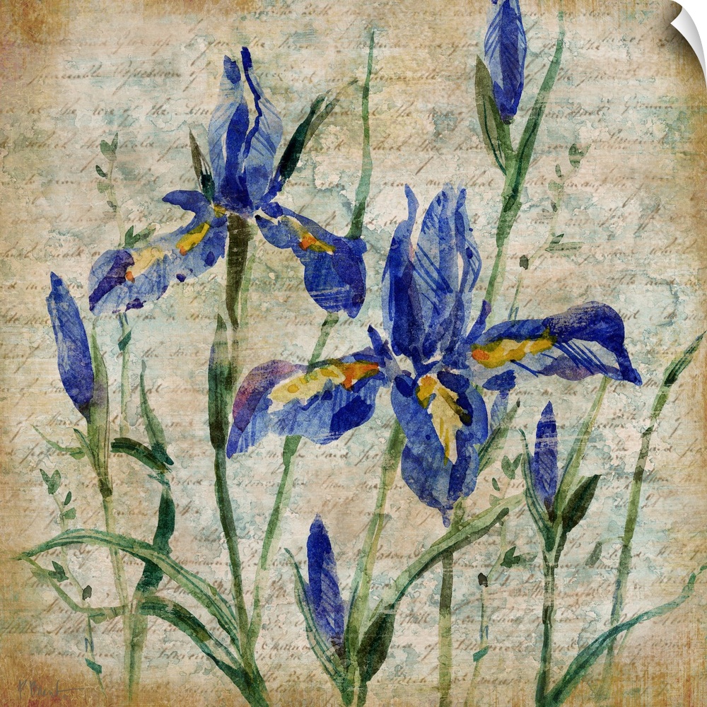 Painting of a group of iris flowers over antique paper with faded handwriting.