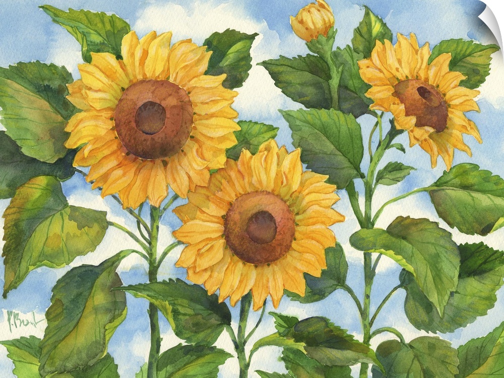Trio of sunflowers with broad leaves against the sky.