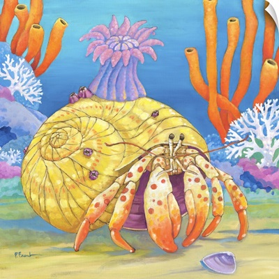 Under the Sea- Hermit Crab