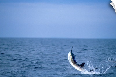 Deep sea fisherman catching a swordfish.