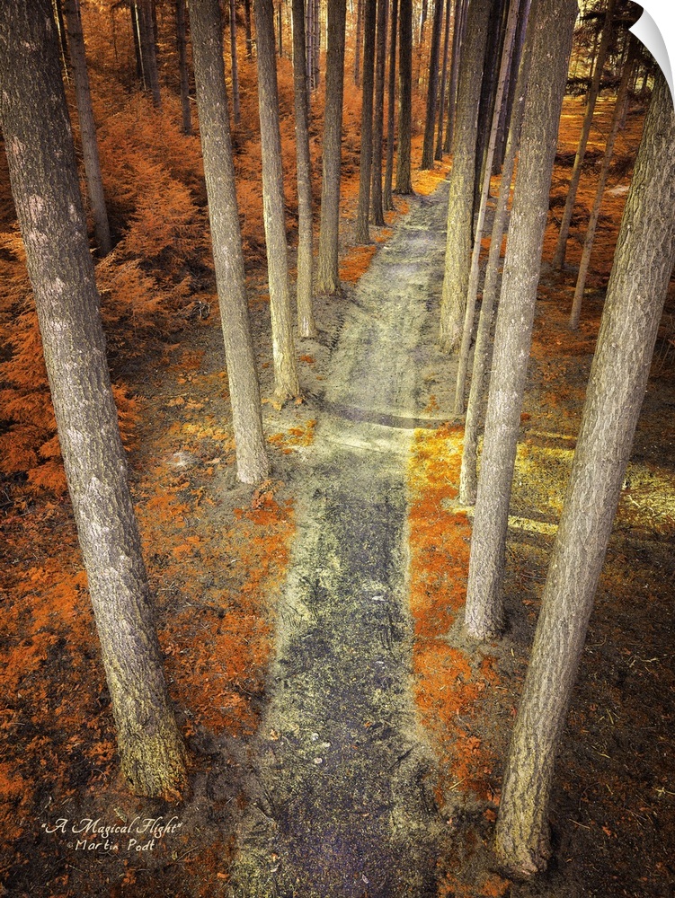 Photograph of an unexpected perspective of a pathway lined by trees.