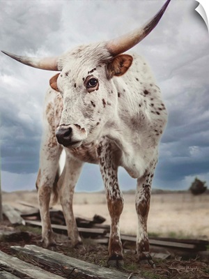 Cloudy Day Cow