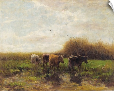 Cows At Sunset