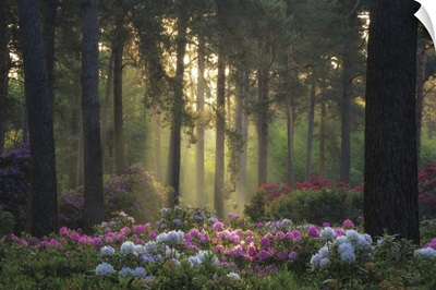 Flowers In The Forest