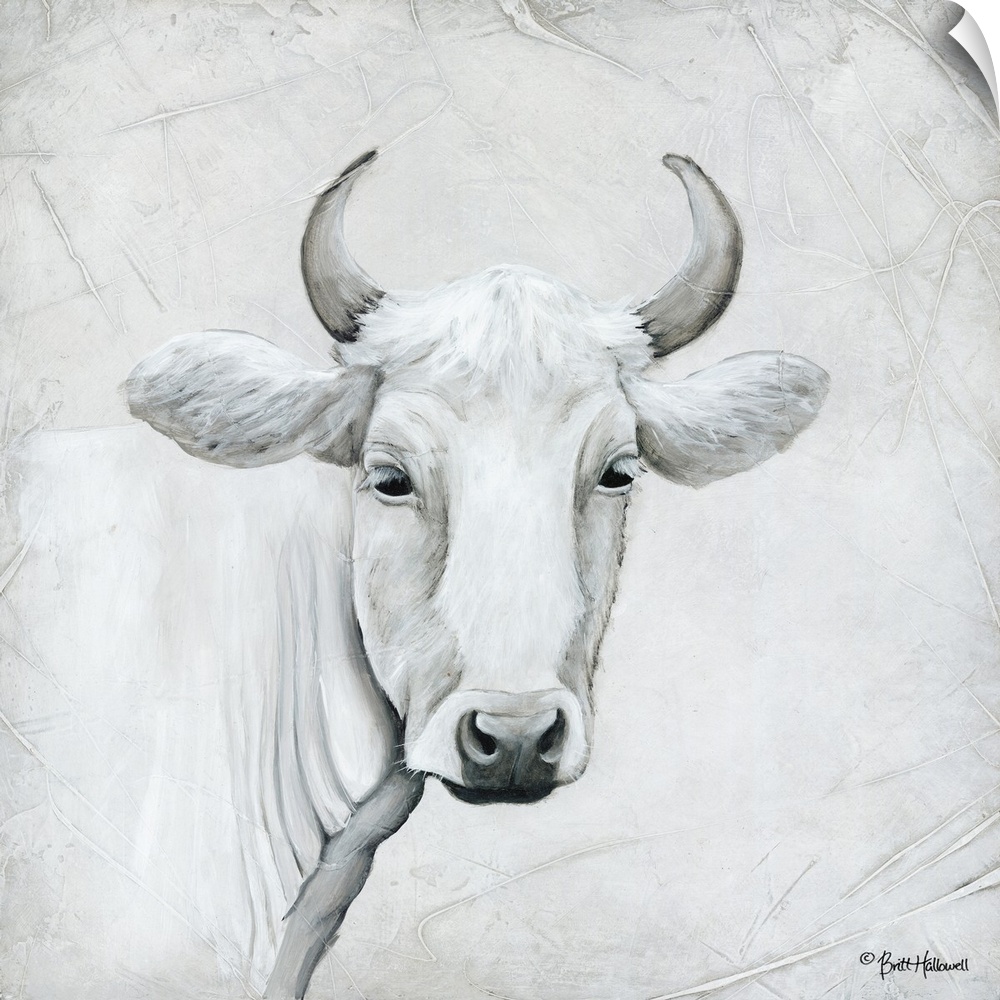 Portrait of a white cow with curved horns.