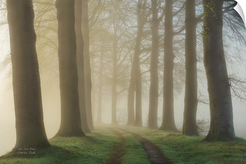 Pathway through a forest of tall, dark trees in the fog.