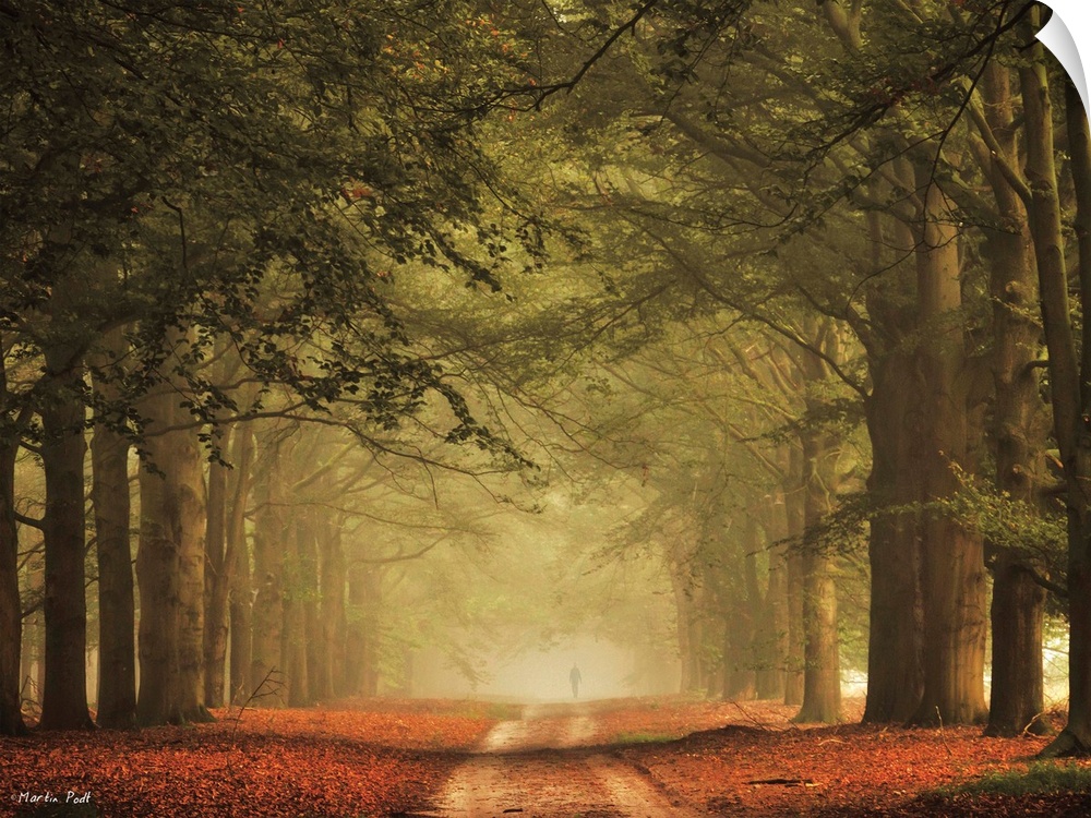 A pathway through a misty forest with tall trees.