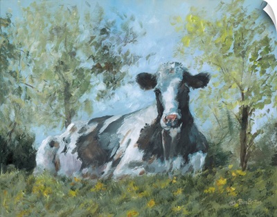Resting Holstein
