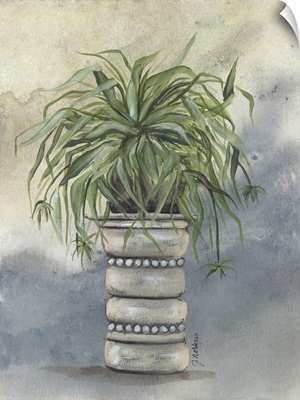 Spider Plant In Pottery