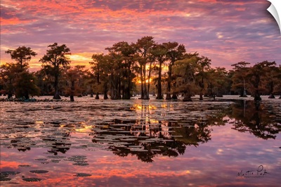 Sundown in the Swamps