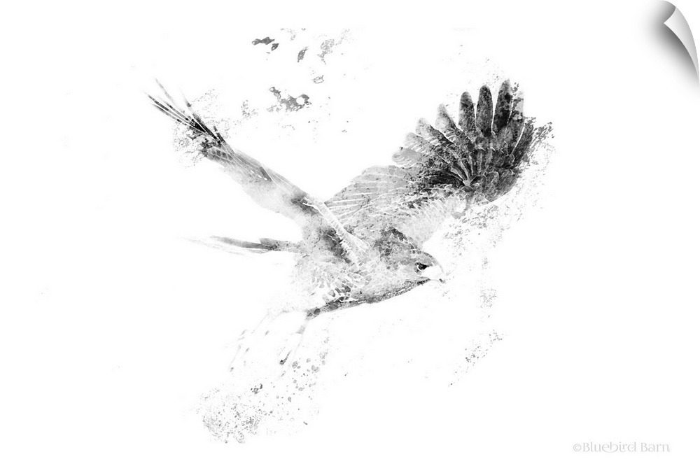 Wingspread Minimalist Hawk