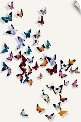Butterfly Wonderland II