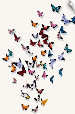 Butterfly Wonderland III