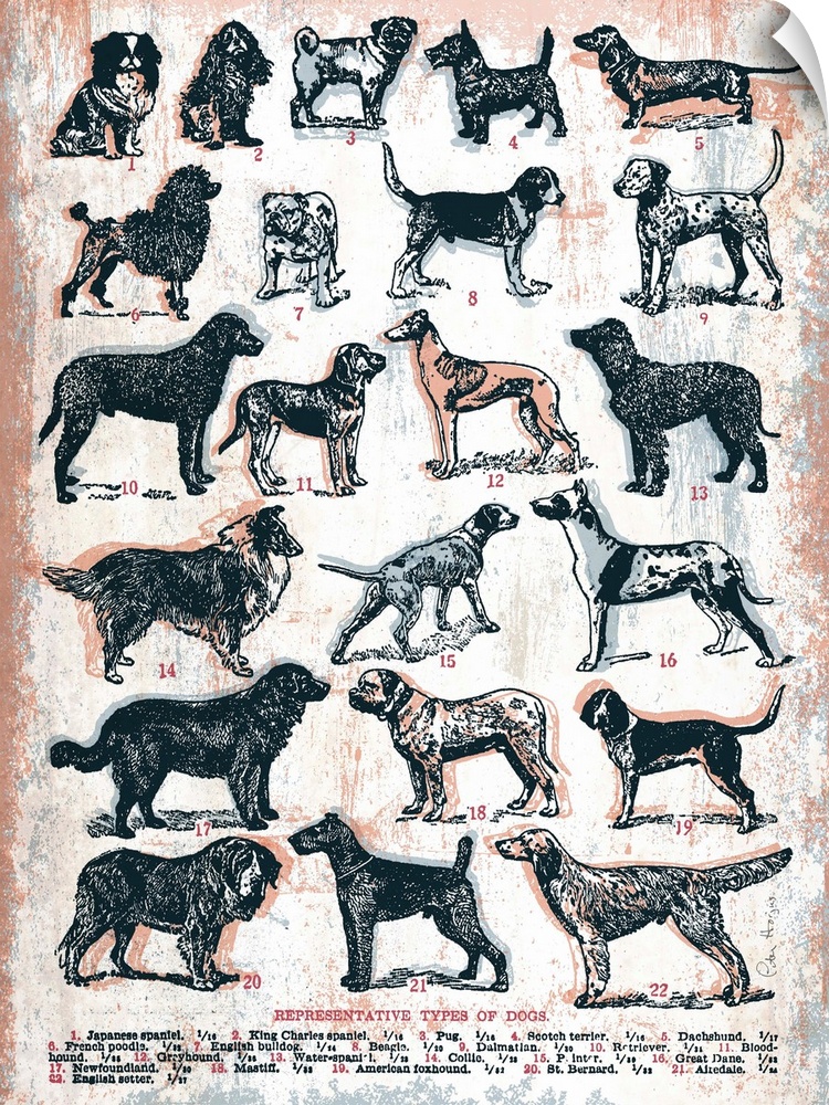 A chart of 22 different types of dogs all listed by name and image in a retro art look.