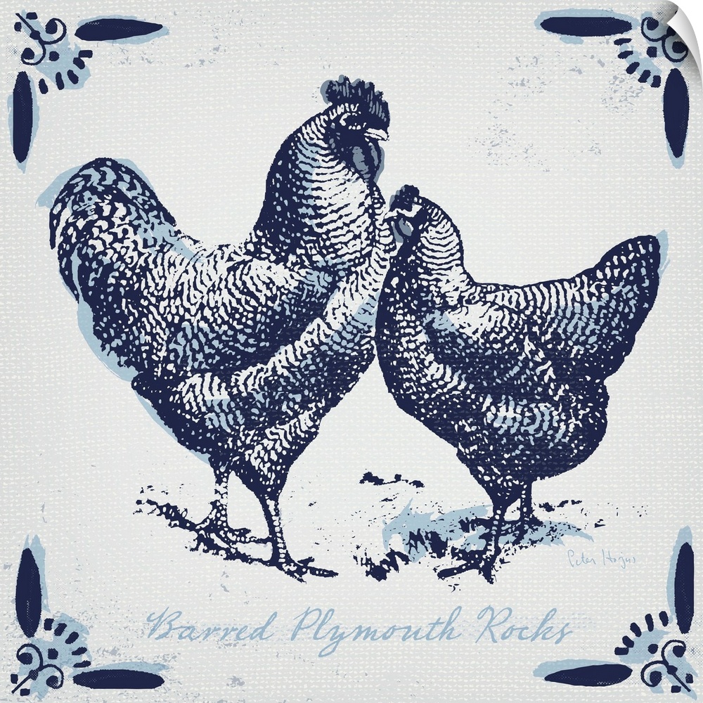 Plymouth rock chickens with typography in dutch blue