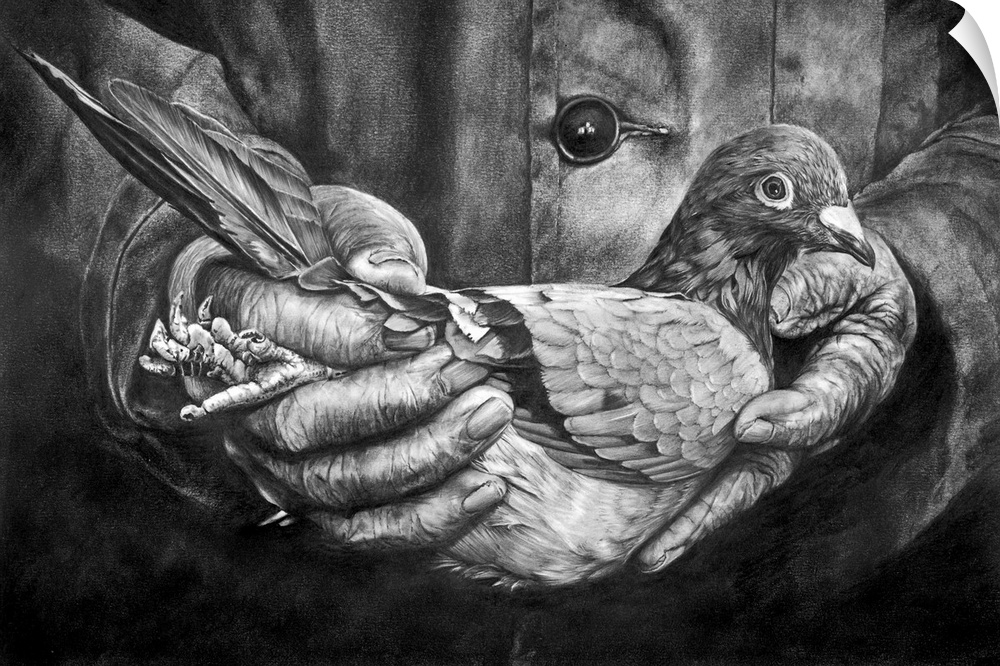 A highly detailed and realistic pencil drawing depicting a homing pigeon being held lovingly by the owner.