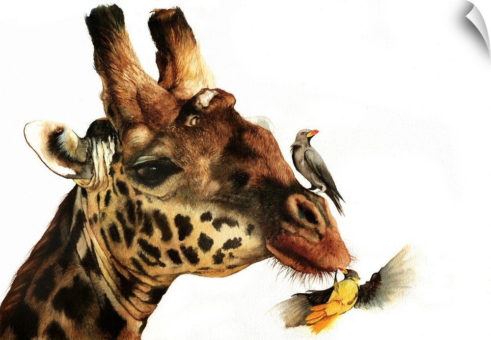 Reticulated Giraffe with Oxpecker birds, originall painted with watercolour.