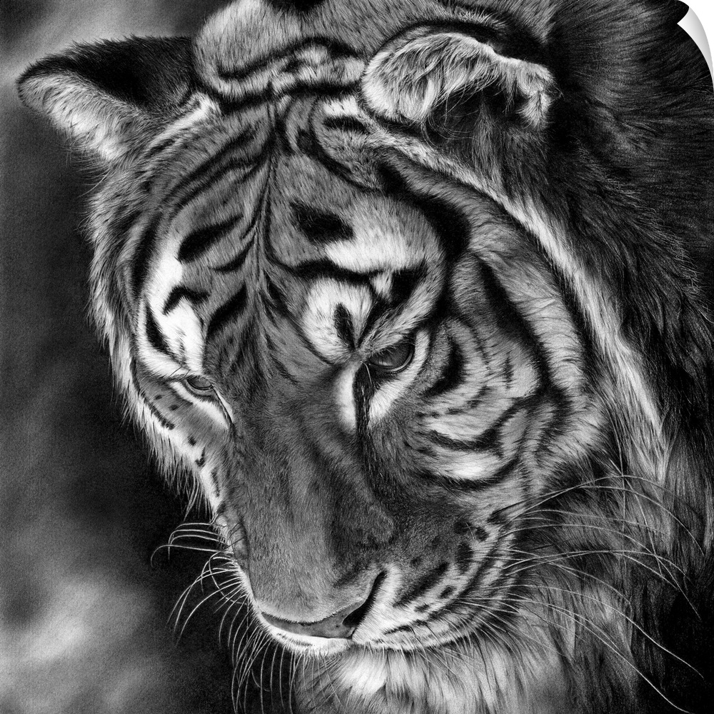 Pencil drawing of a tiger looking downwards.