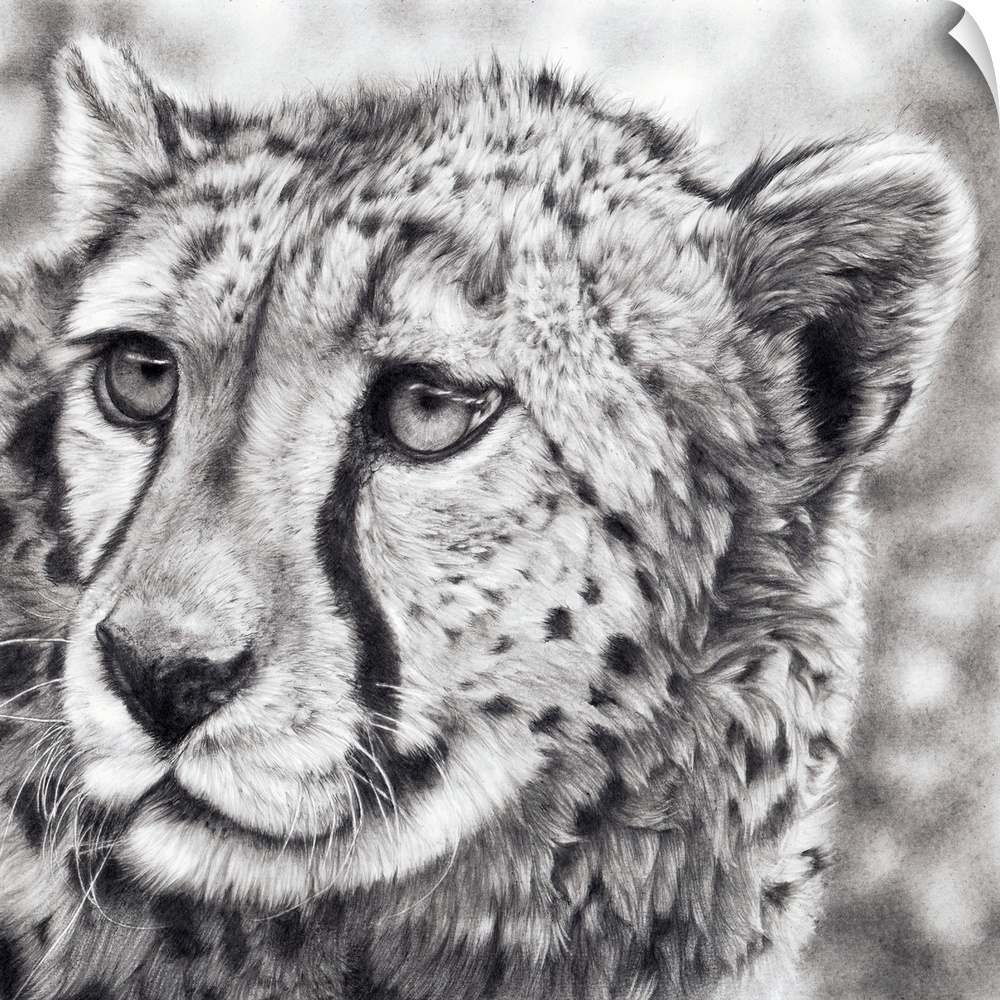 Born To Run' is a framed, original drawing created with graphite pencils. An adolescent cheetah cub gazes off into the dis...