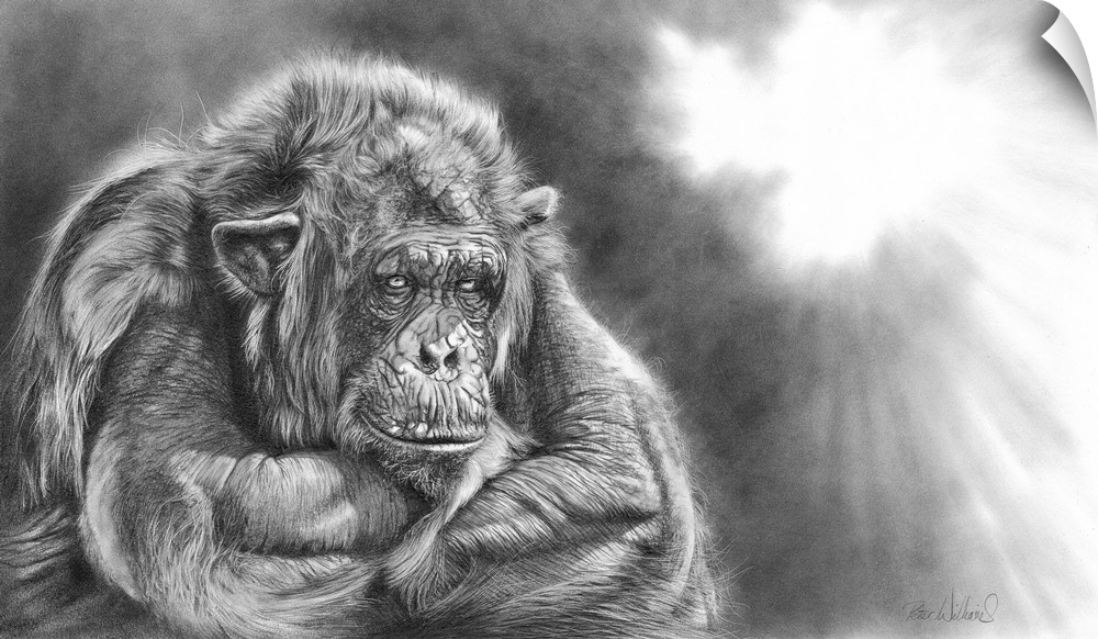 A graphite pencil drawing. A highly detailed, expressive wildlife artwork featuring an African chimpanzee and is another o...