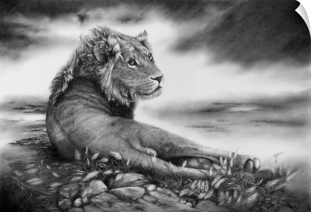 A young male lion reclining on the savannah. Originally created with pencil.