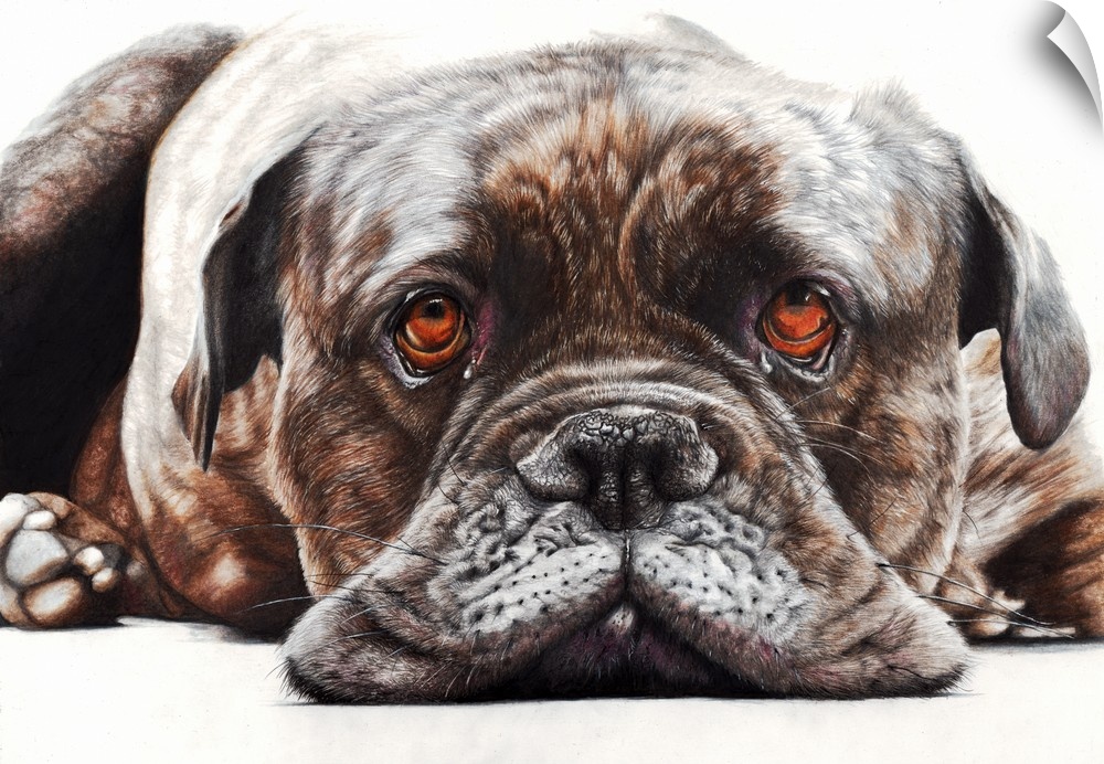 'Happy Days' is a coloured pencil drawing. A close up portrait of the wonderful, characterful face of Ruby who is an Engli...