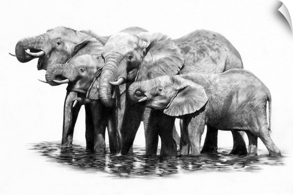 A pencil drawing of a group of elephants taking a drink.