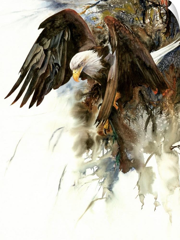 Watercolor painting of an eagle in flight.