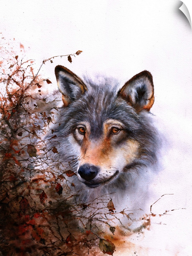 A watercolour painting of a grey wolf behind a thorn bush.