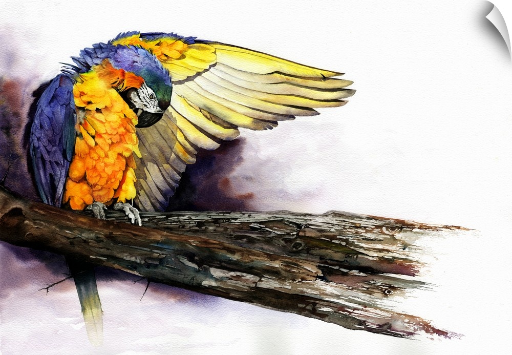 A colourful watercolour painting of a macaw parrot preening his feathers before taking flight.