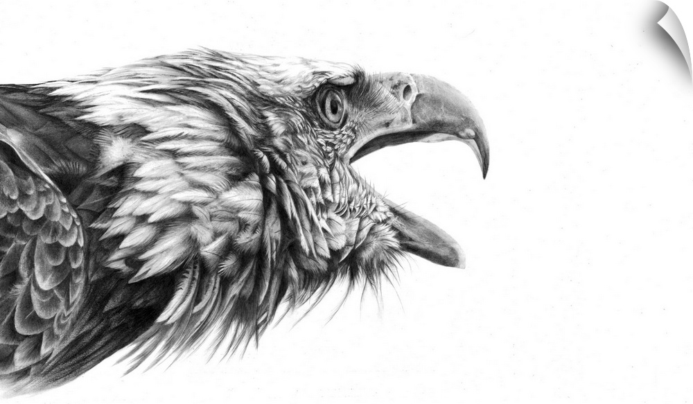 A pencil drawing portrait of a bald headed eagle