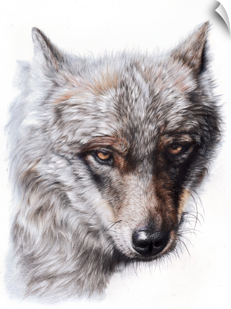 'Sierra Spirit' is a close up portrait of a beautiful Iberian wolf created with colored pencils on Arches cold pressed wat...