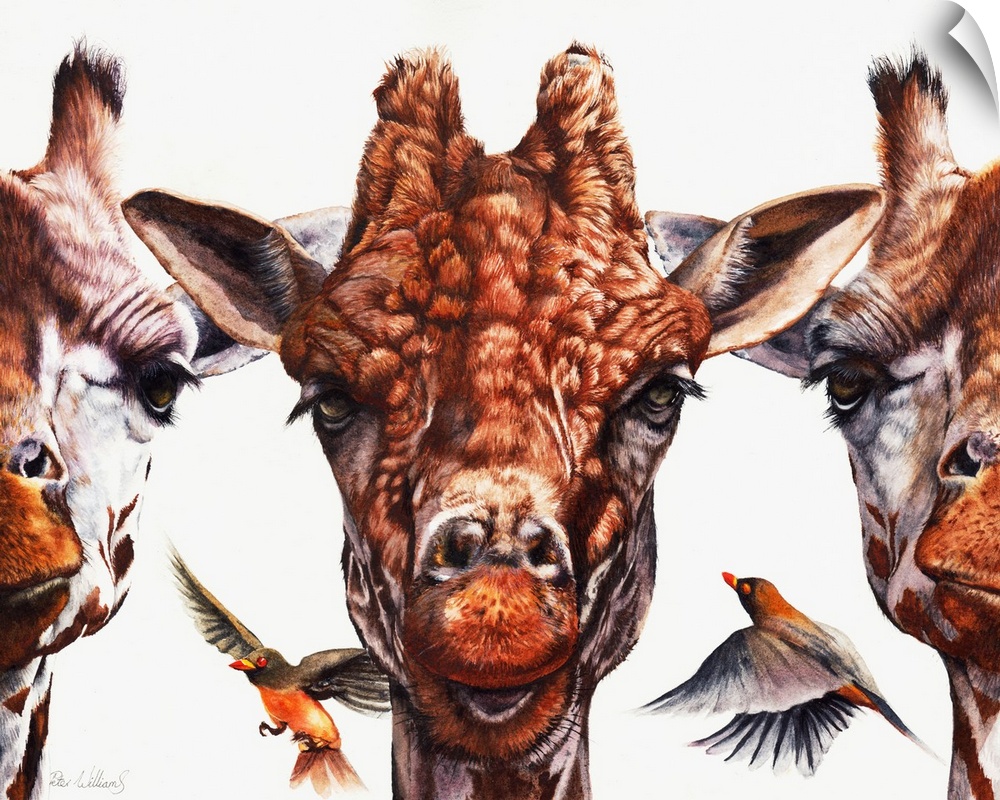 'Simple Minds' is an original watercolor painting. It depicts three giraffes portraits in a row, with a couple of oxpecker...