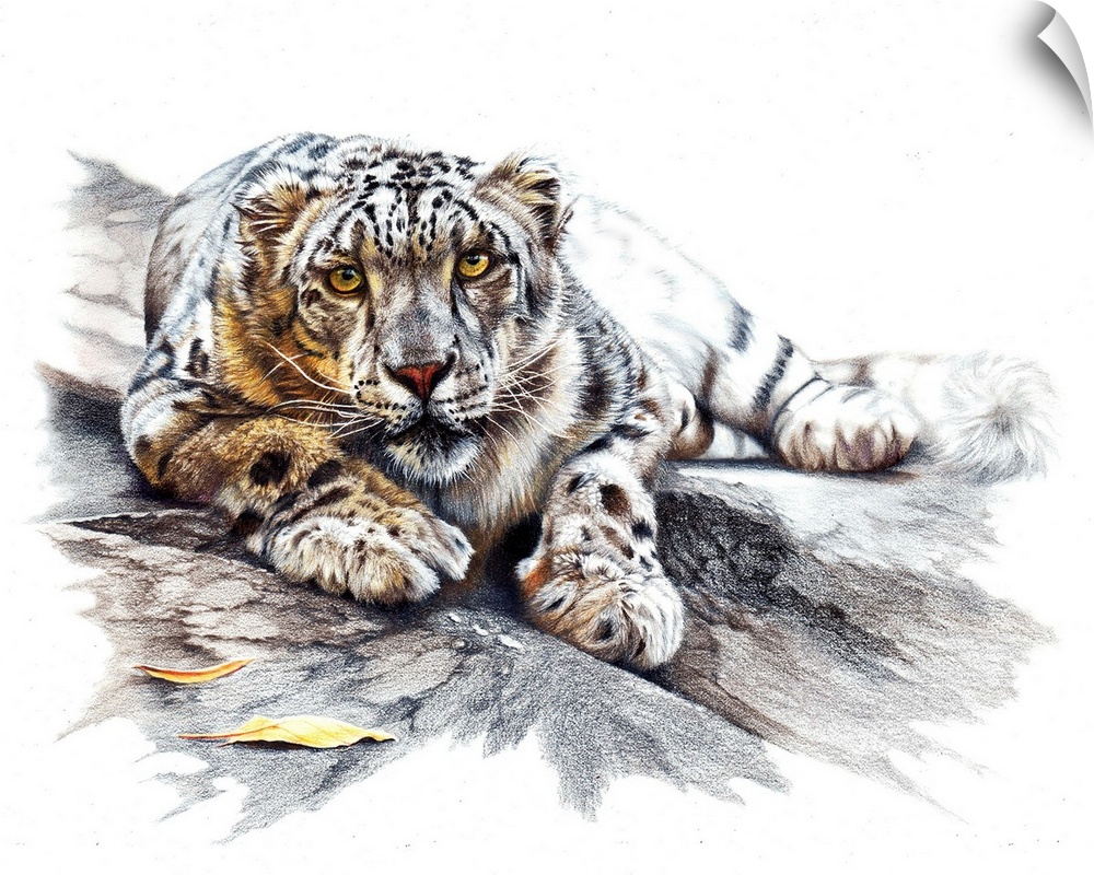 A coloured pencil drawing of a snow leopard