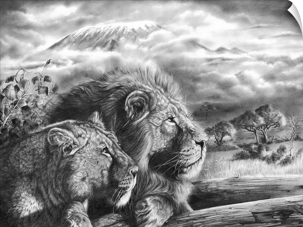 'The Snows of Kilimanjaro' is a graphite pencil drawing on paper. A highly detailed artwork featuring a pair of adult lion...