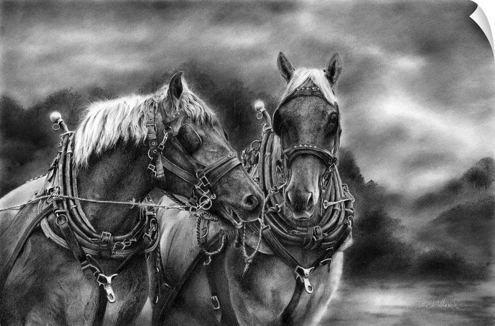 A scene at our local Suffolk Punch stud farm here in Suffolk. Originally drawn with graphite pencil.