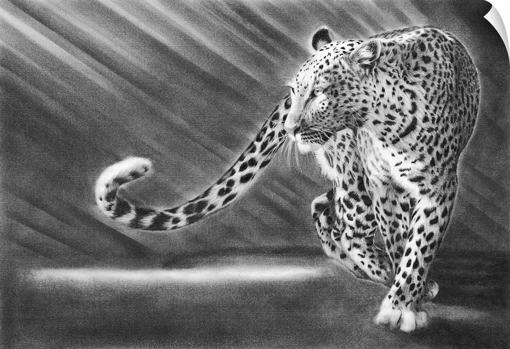 A pencil drawing of a leopard.