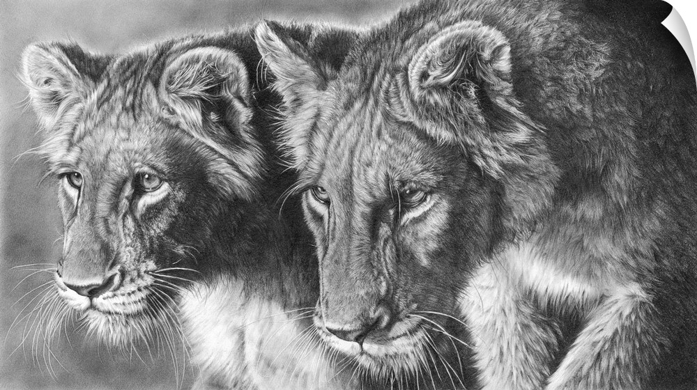 Two adolescent lion cubs, on the prowl. Created with graphite pencil.