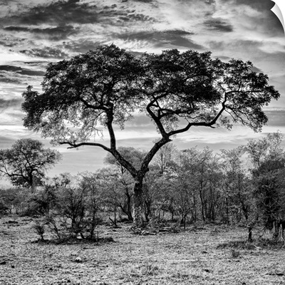Acacia Tree at Sunrise Black and White
