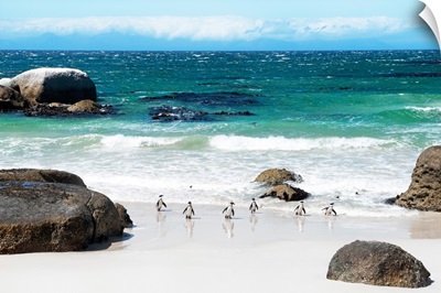African Penguins at Boulders Beach IV