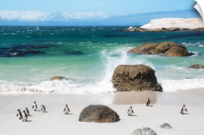 African Penguins at Boulders Beach VI